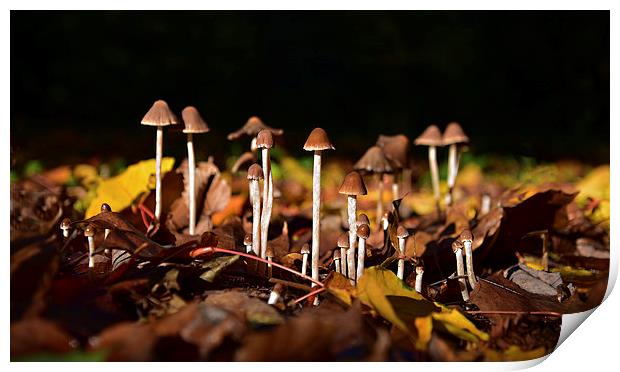 Mushrooms on the forest floor bathed in sun light Print by Jonathan Evans