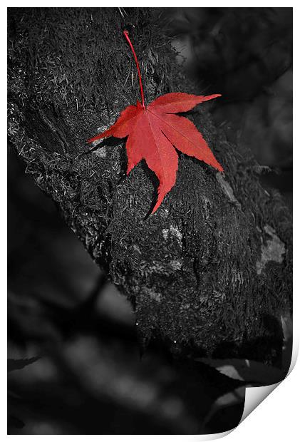 Red maple on branch. Black and white  Print by Jonathan Evans