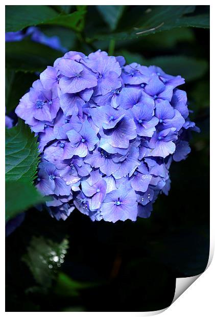 Blue Hydrangea with water droplets on the petals Print by Jonathan Evans