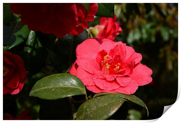 Red camellia and rain Print by Jonathan Evans