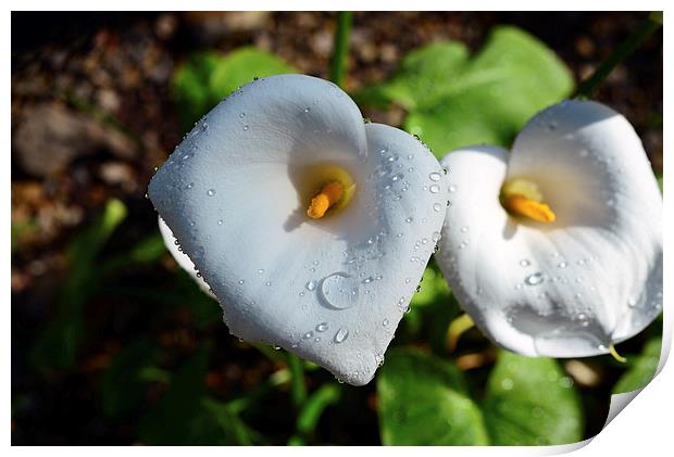 Arum lily and rain drops  Print by Jonathan Evans