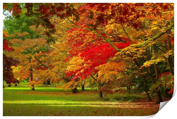Autumn Tints with maple trees Print by Jonathan Evans