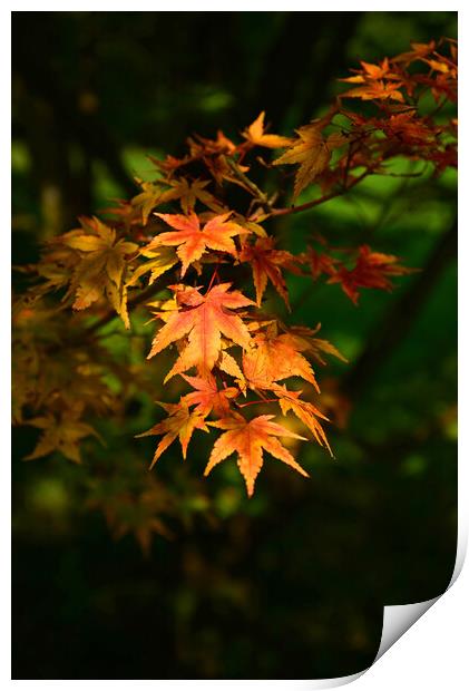 Maple Leaves in the Autumn Print by Jonathan Evans