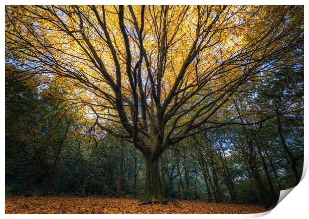 Autumn Tree Print by Rob Pitt