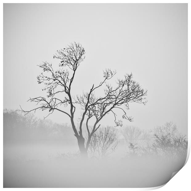 misty trees  Print by Jason Thompson