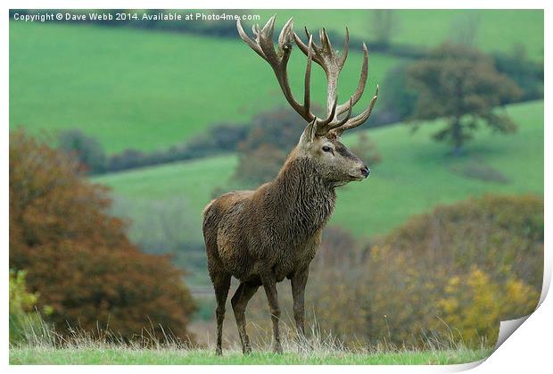  Impressive Red Stag Print by Dave Webb