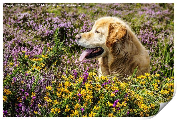  Golden Retriever in the August heather Print by Dave Webb