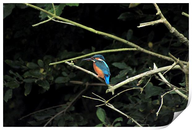  Kingfisher watching out for dinner Print by Darryl Hopkins
