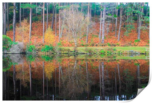  Autumn reflections Print by Ross Lawford