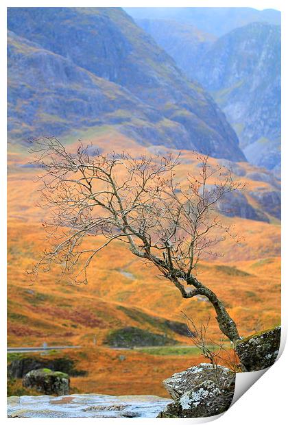 The Glencoe lone tree Print by Ross Lawford