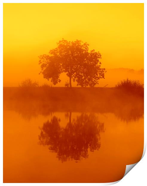  The golden misty tree Print by Ross Lawford