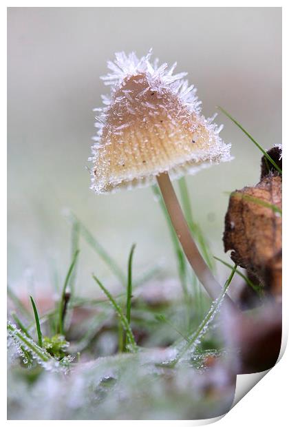  The frosty mushroom Print by Ross Lawford