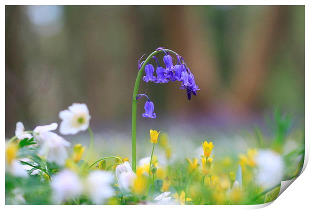  The Bluebell's world Print by Ross Lawford