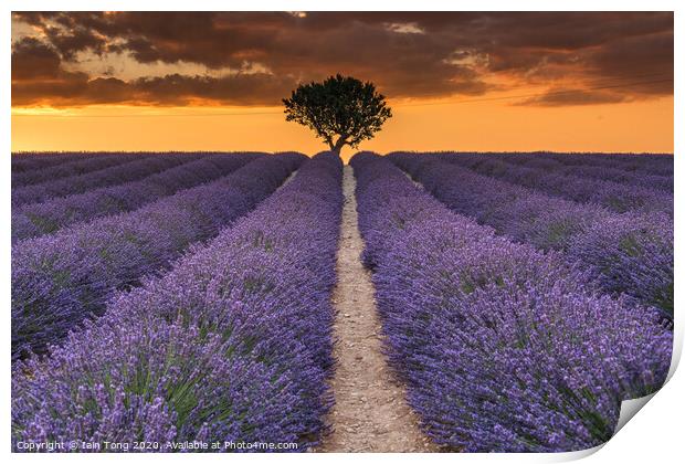 Lavender and Light Print by Iain Tong