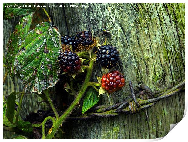 Ripening blackberries Print by Susan Tinsley