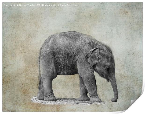 Baby elephant Print by Susan Tinsley