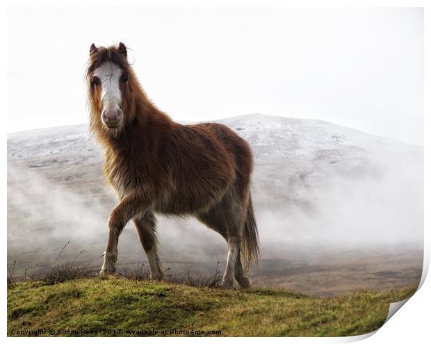 Welsh Mountain Pony in the Brecon Beacons National Print by Simon Rees