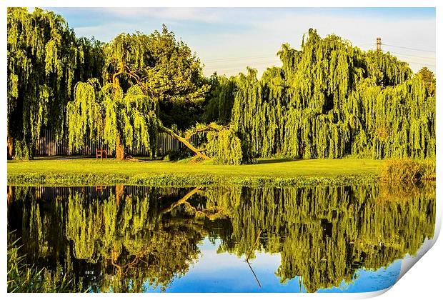  Willow reflections Print by Graeme Wilson