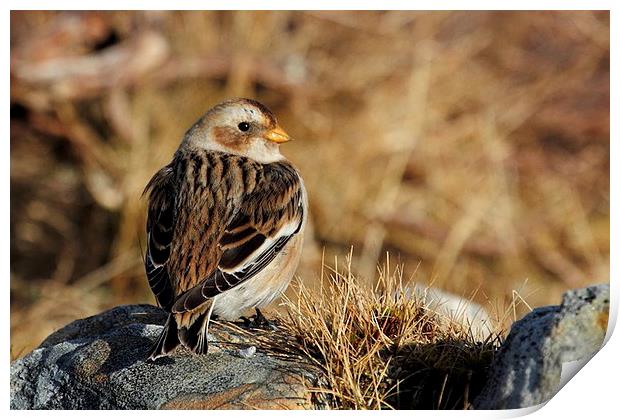  Snow Bunting Print by Chris Griffin