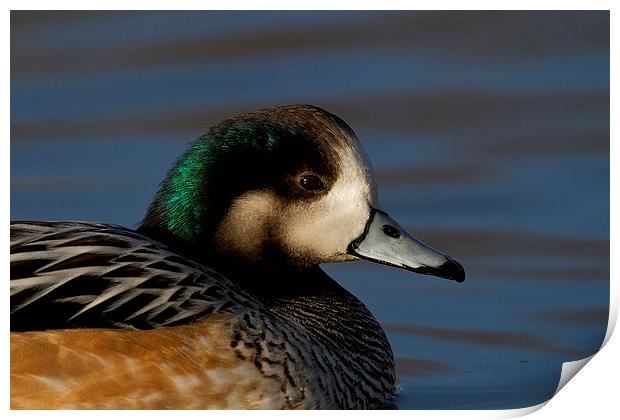  Chiloe Wigeon Print by Chris Griffin