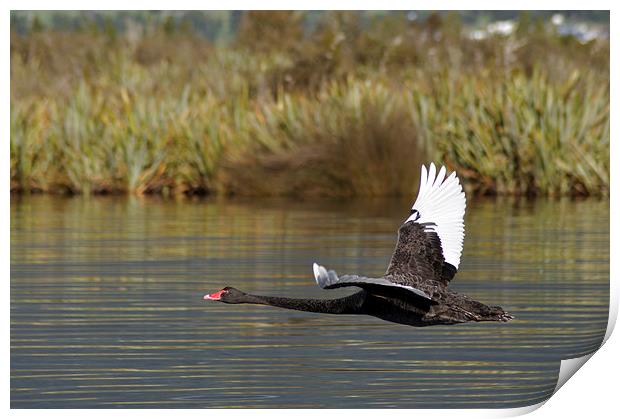  black swan in flight Print by Peter Righteous