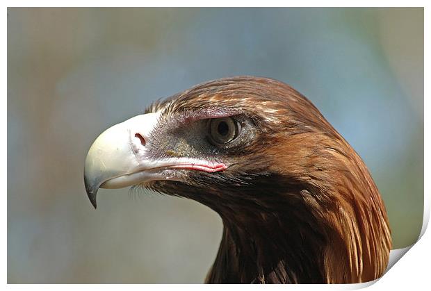 wedge-tailed eagle Print by Peter Righteous