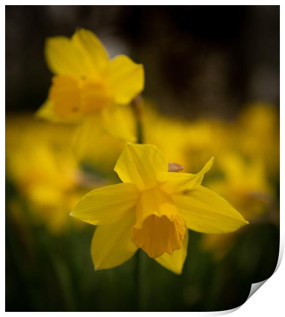 Spring daffodils  Print by Alan Sinclair