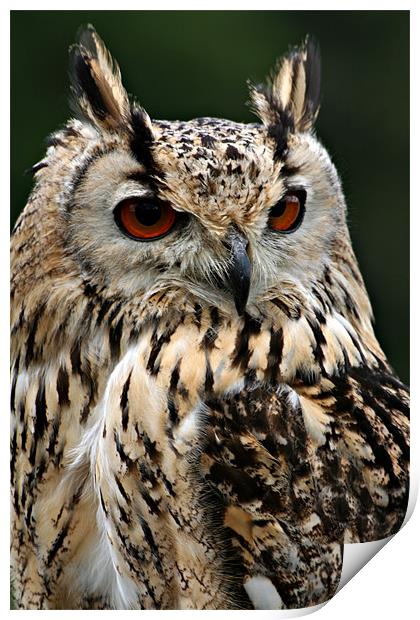 European Eagle Owl Print by Christopher Grant