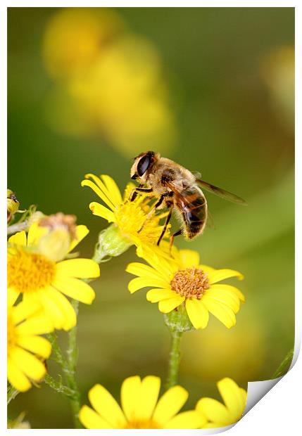 Bee collecting Nectar Print by Christopher Grant