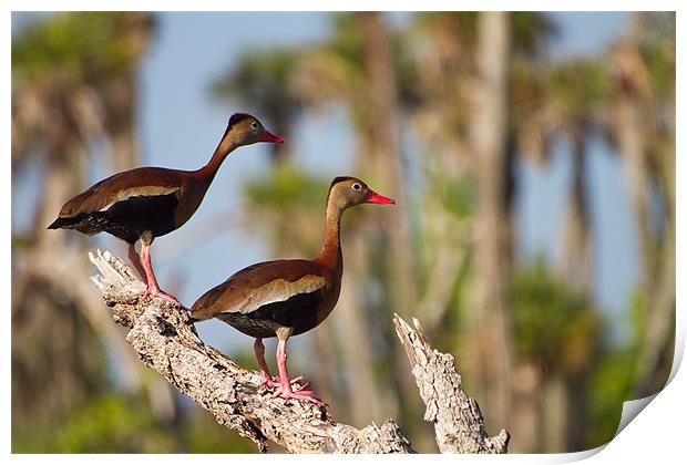 Black-bellied Whistling-duck(Dendrocygna autumnal) Print by Christopher Grant
