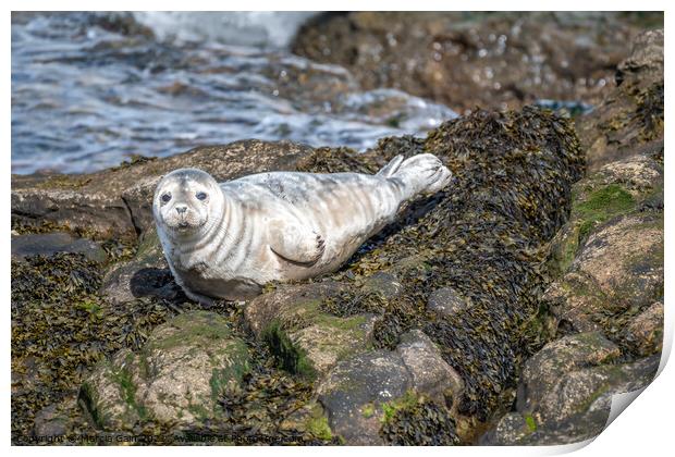 Grey seal pup watching me Print by Marcia Reay