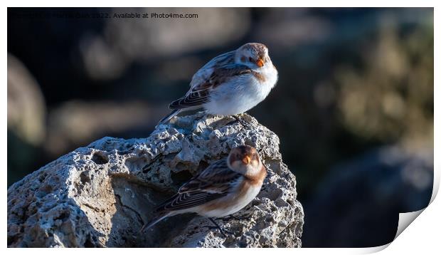 Snow Buntings a winter visitor Print by Marcia Reay