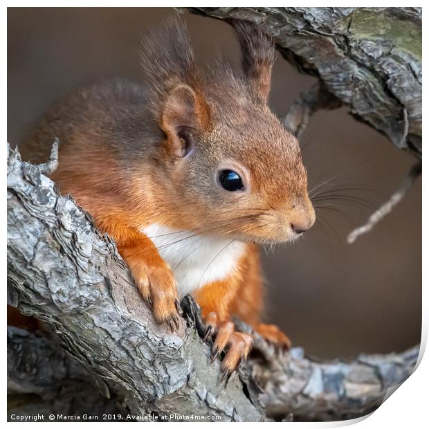 Red Squirrel Print by Marcia Reay