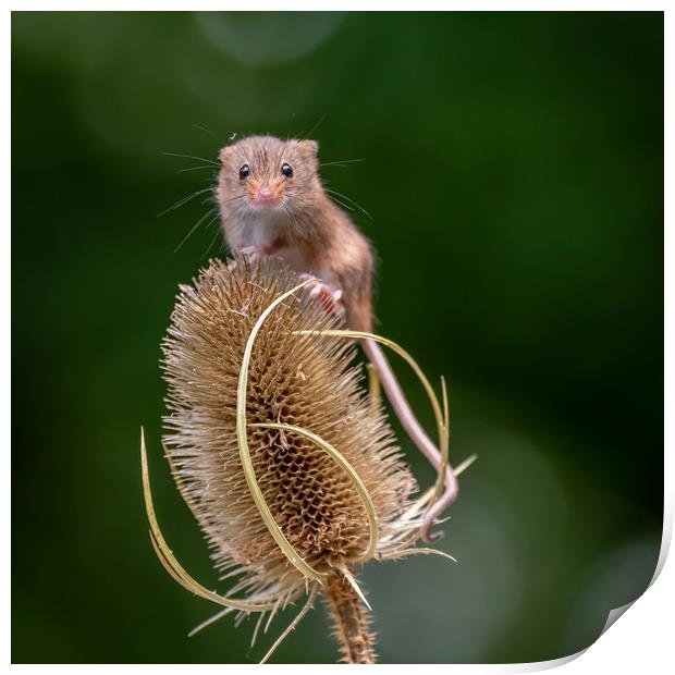Harvest Mouse on Teasel Print by Marcia Reay