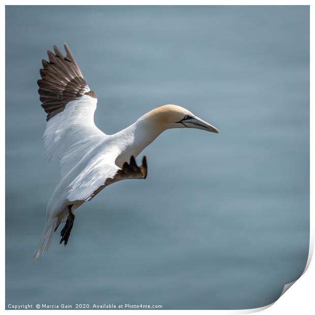 Gannet take off Print by Marcia Reay