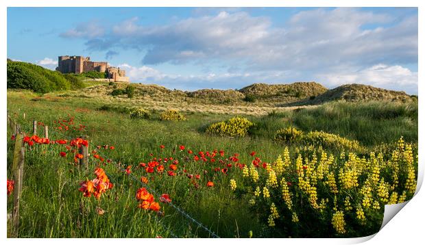 Bamburgh poppies Print by Marcia Reay