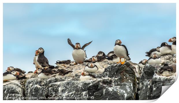 North Atlantic Puffins Print by Marcia Reay