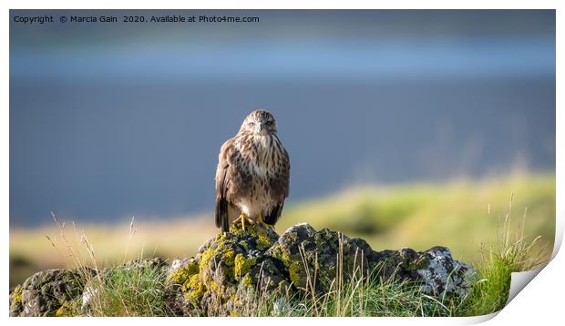 Buzzard in the Scottish Isle of Mull Print by Marcia Reay