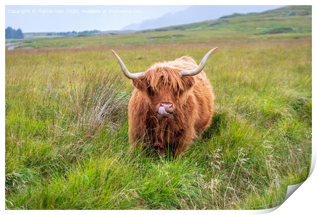A large brown cow standing on top of a lush green field Print by Marcia Reay