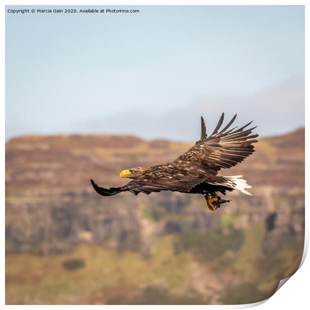 White Tailed Sea Eagle Print by Marcia Reay