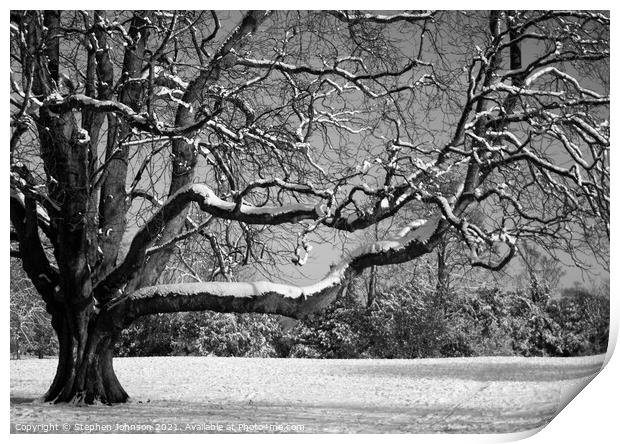 Snow on the tree Print by Stephen Johnson