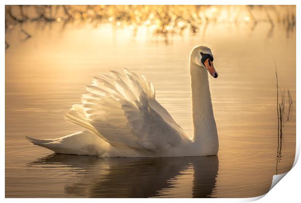 Swan Sunrise Print by Chris Jones