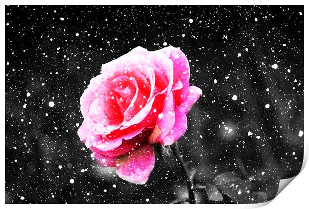  Rose Snow Print by Christian Corbett