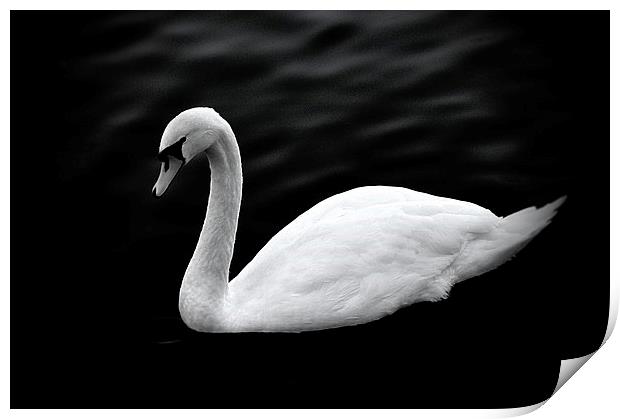  The Swan Print by Christian Corbett