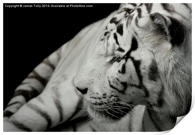  A beatiful white tiger Print by James Tully