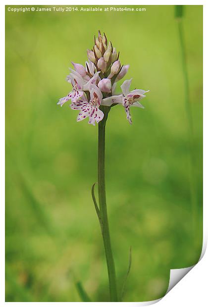 Native British flowers, the common spotted orchid Print by James Tully