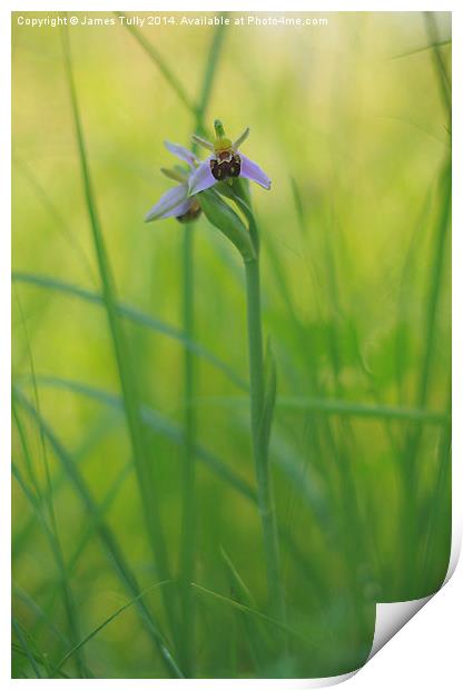  The beautiful native bee orchid emerges through t Print by James Tully