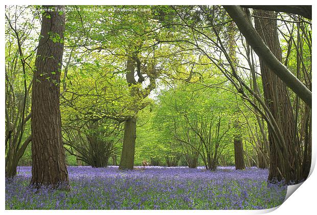  A carpet of bluebells creates a mirage of blue in Print by James Tully