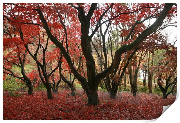  The red hues of fall Print by James Tully