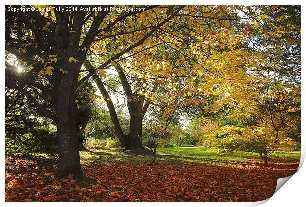  Golden colors of fall, the sun shines through som Print by James Tully
